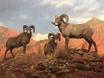 Bighorn Sheep, Denver Museum of Nature and Science