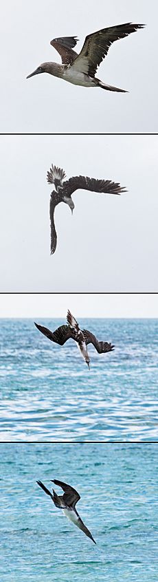 Blue-fotted-booby-divesequence