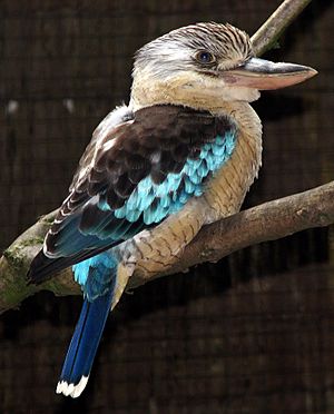 Blue-winged kookaburra arp.jpg
