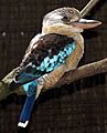 Blue-winged kookaburra arp