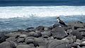 Blue footed Booby on North Seymour Island Galapagos photo by Alvaro Sevilla Design