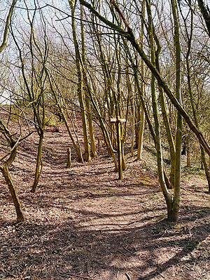Bollin Valley Way at Watch Hill Castle, Cheshire - geograph-3418070