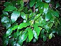 Bosistoa transversa Coffs