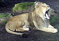 Bristol.zoo.lion.yawns.arp