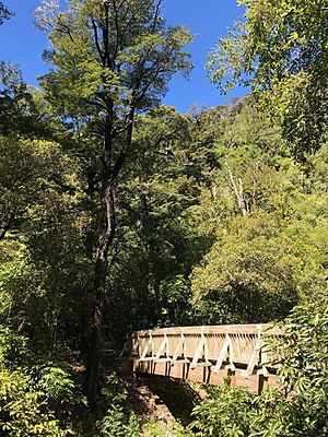 forest and bridge in the Brook Waimārama Sanctuary