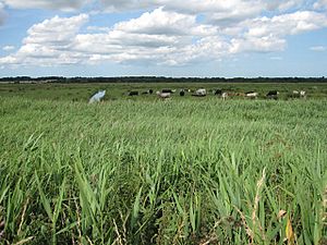 Buckenham Marshes - geograph.org.uk - 1402921