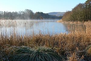 Burton Mill Pond - geograph.org.uk - 1260268