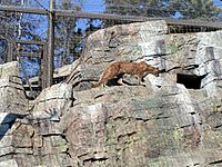 Calgary Zoo-Rocky Mountains-cougar