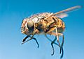 Calliphora sp