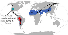 Camelid origin and migration.png