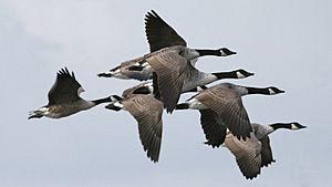 Canada Goose (Branta canadensis) (5)
