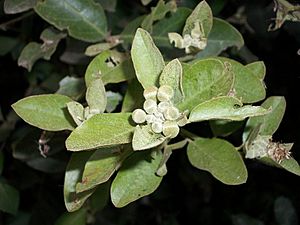 Capparis tomentosa buds 23 08 2010