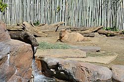 Capybara at Happy Hollow Park & Zoo