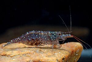 Sulawesi fan shrimp Facts for Kids