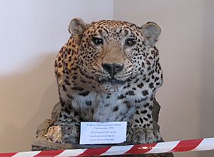 Caucasus Leopard in Georgian National Museum 04