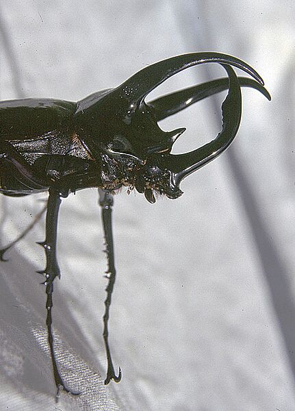 Chalcosoma atlas (13476479993)