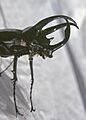 Chalcosoma atlas (13476479993)