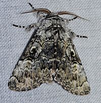 Charadra deridens - Laugher Moth (14099221849)