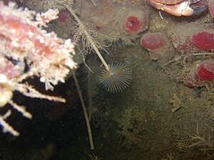 DSAC Sound of Mull Peacock Worm