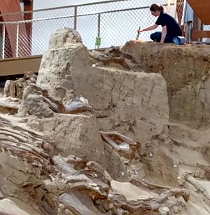 Digger, and bones, Mammoth Site, Hot Springs
