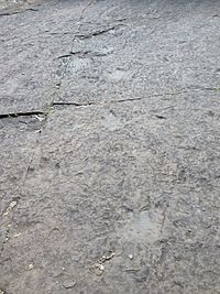 Dinosaur footprints 2