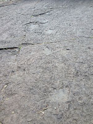 Dinosaur footprints 2