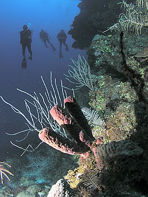Divers and a sponge, Roatan, Honduras