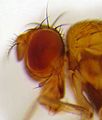 Drosophila residua head