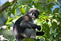 Dusky leaf monkey, Trachypithecus obscurus - Kaeng Krachan National Park (2)