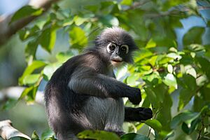 Dusky leaf monkey, Trachypithecus obscurus - Kaeng Krachan National Park (2)