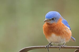Eastern Bluebird on Callawassie Island