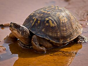 Eastern Box Turtle-27527-1