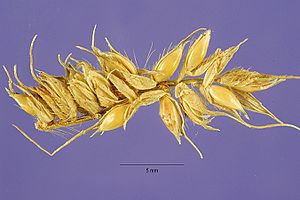 Echinochloa stagnina seeds 1.jpg