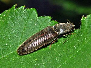 Elateridae - Athous sp.