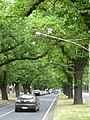 Elm trees on Royal Parade, Parkville, Melbourne