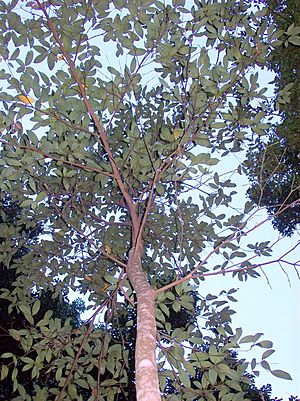 Endiandra introrsa small tree.jpg