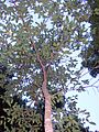 Endiandra introrsa small tree