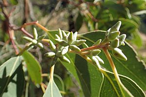 Eucalyptus nandewarica buds