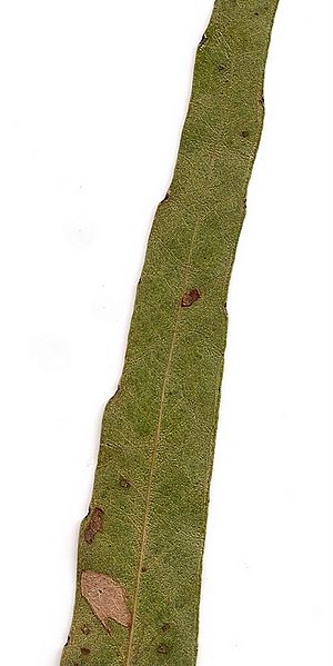 Eucalyptus quadrangulata leaf