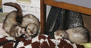 Ferrets at play