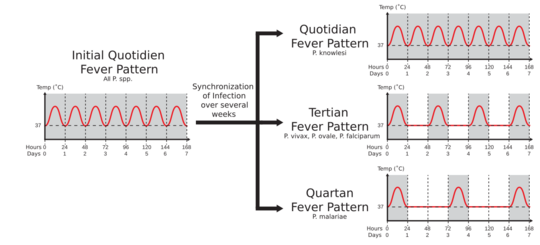 Fever Patterns v1.2