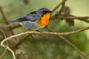 Flame-throated warbler Facts for Kids