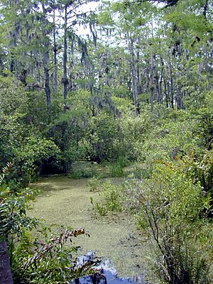 Florida freshwater swamp usgov image