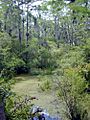 Florida freshwater swamp usgov image