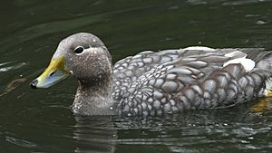 Flying Steamer Duck (Tachyeres patachonicus) (1).jpg