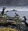 Fratercula arctica and Uria aalge -Scotland-8