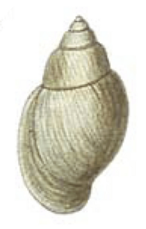 Galba schirazensis shell 3