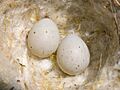 Gold Finch eggs