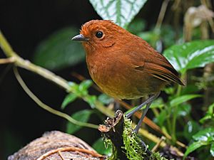 Grallaria alvarezi Chamí Antpitta; Riosucio, Caldas, Colombia.jpg