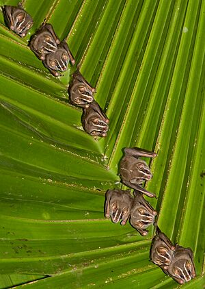 Great Fruit-eating Bat (Artibeus lituratus)